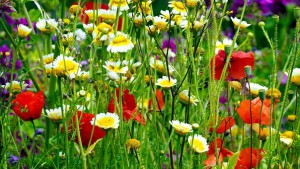 flower-meadow-5270651__340.jpg