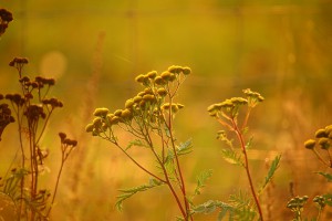 tansy-1726753_960_720.jpg