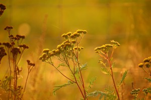 tansy-1726753_960_720.jpg